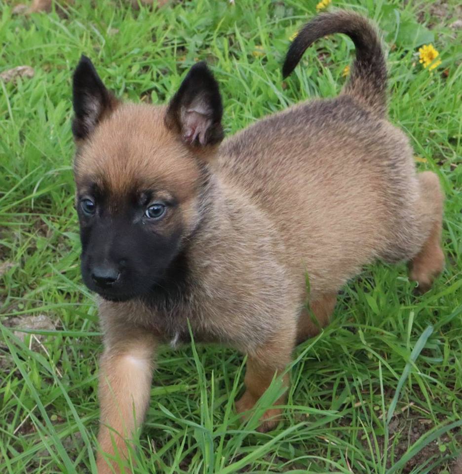 chiot-berger-malinois-oural