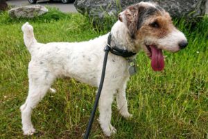 joker-fox-terrier